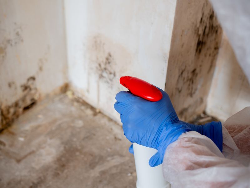 Mold Abatement Service in Dallas, TX