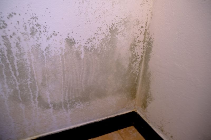 Attic Mold Removal in Essex County, NJ