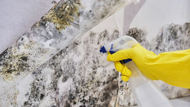 Black Mold Removal in Jupiter, FL