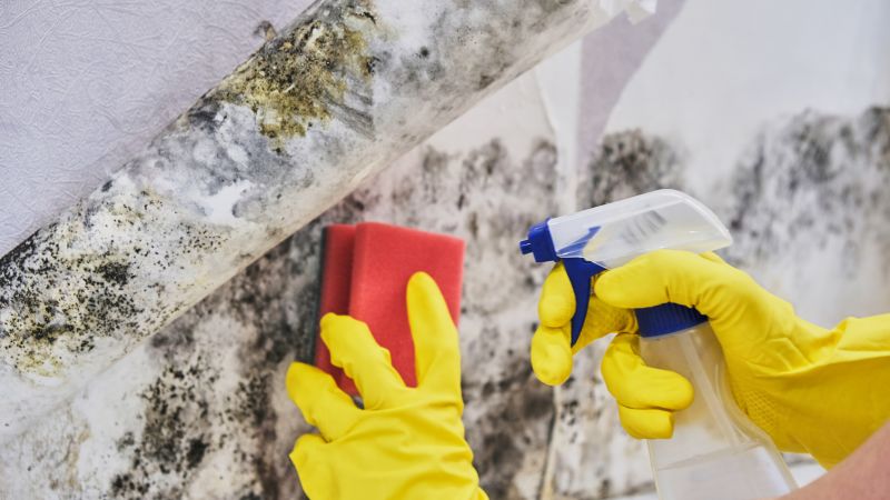 Mold Treatment Service in Bergen County, NJ